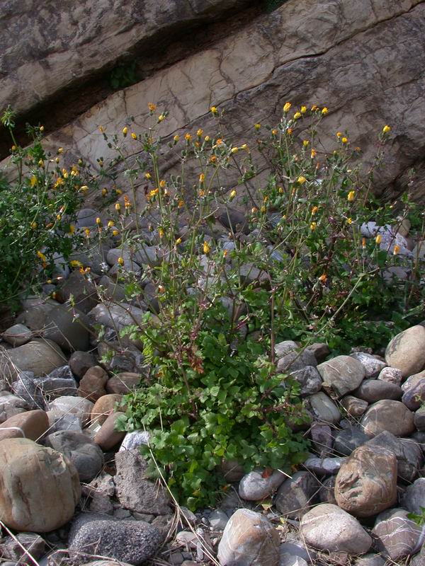 Sonchus tenerrimus / Grespino sfrangiato